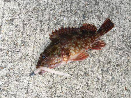 デイライトゲーム