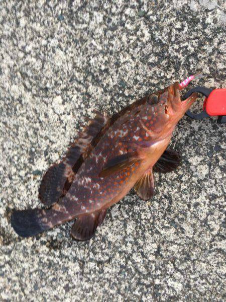 デイメバリングでラッキーな外道