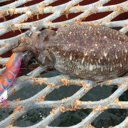 やっとエギング開幕 アオリじゃないけど