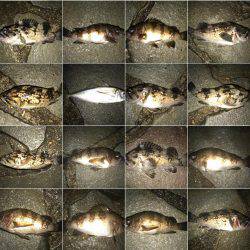 雨のメバリング