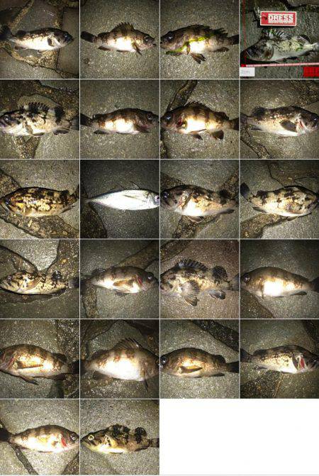 雨のメバリング