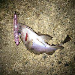 チビしか釣れない^^;