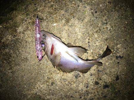 チビしか釣れない^^;