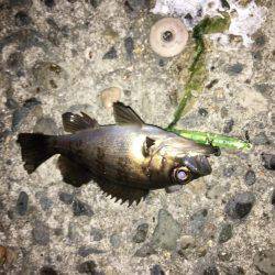 癒しメバリング