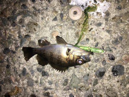 癒しメバリング