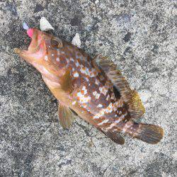 デイガシリング