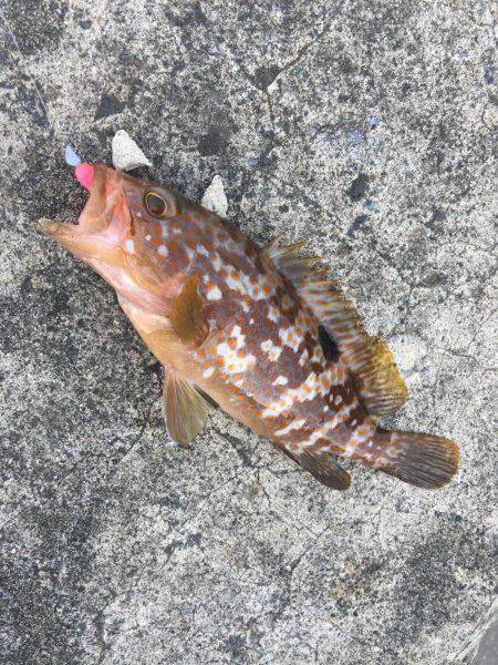 デイガシリング