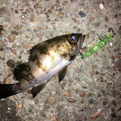 会社帰りプラッキング