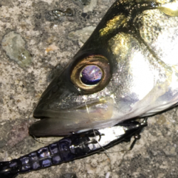 メバリングのはずが‥