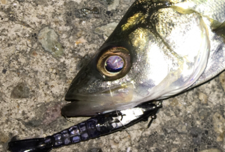 メバリングのはずが‥