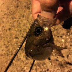 会社帰りメバリング