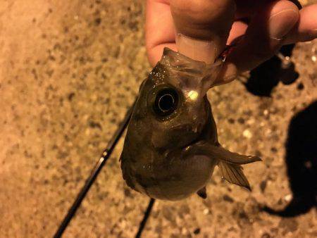 会社帰りメバリング