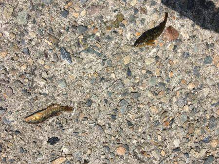 やっとこさアブ新