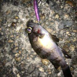 毎日会社帰りプチ癒しメバリング