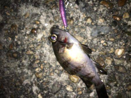 毎日会社帰りプチ癒しメバリング