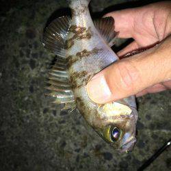 毎日会社帰りプチメバリング