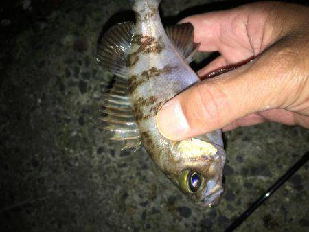 毎日会社帰りプチメバリング