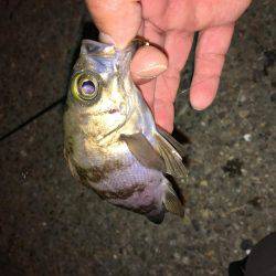 夕食後暇潰しメバリング