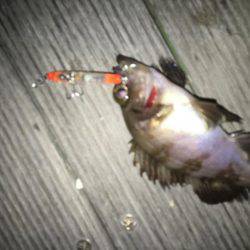 毎日メバリング