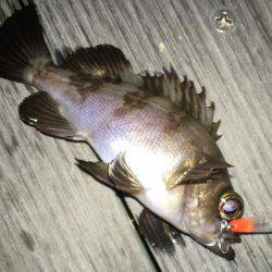 毎日プチメバリング