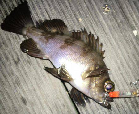 毎日プチメバリング