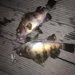 毎日メバリング 今夜は会社の後輩と