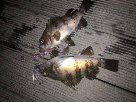 毎日メバリング 今夜は会社の後輩と