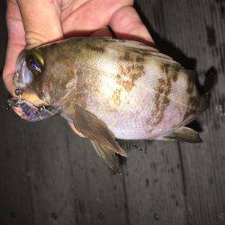 毎日メバリング