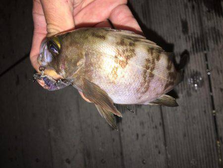 毎日メバリング