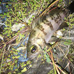 毎日メバリング