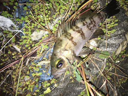 毎日メバリング