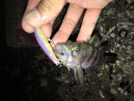 毎日メバリング