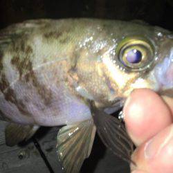 毎日メバリング