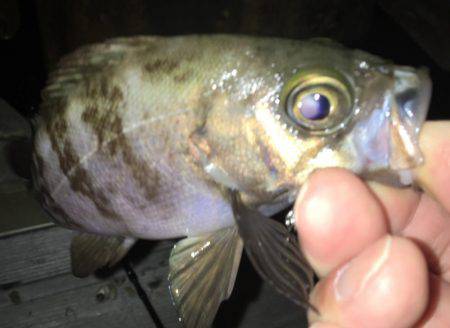 毎日メバリング