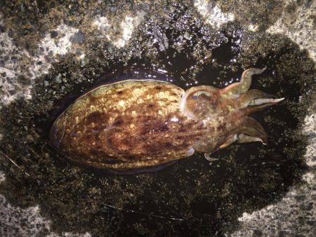 やっと釣れました。