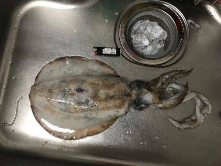 アオリイカ1.8キロ