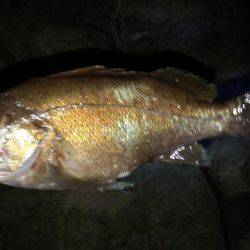 ﾒﾊﾞﾘﾝｸﾞ苦戦