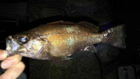 ﾒﾊﾞﾘﾝｸﾞ苦戦