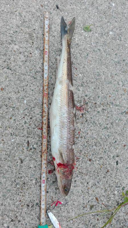 ベイトが居ない