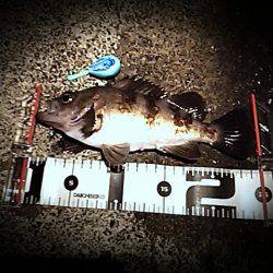 ２５㎝＼(^-^)／