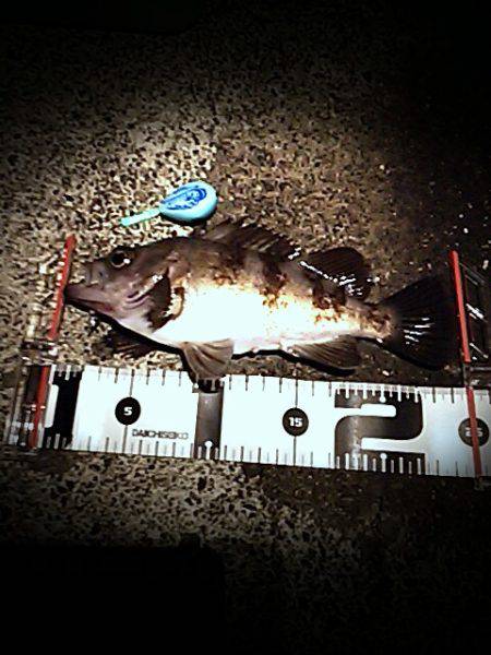 ２５㎝＼(^-^)／