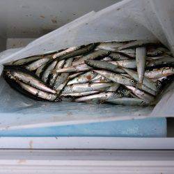 ファミリーフィッシング