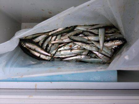 ファミリーフィッシング