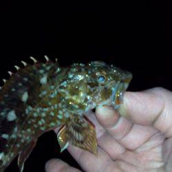 根魚