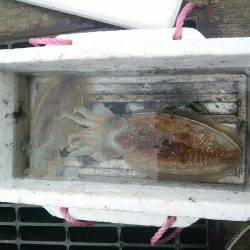 ボウズはつらいよ