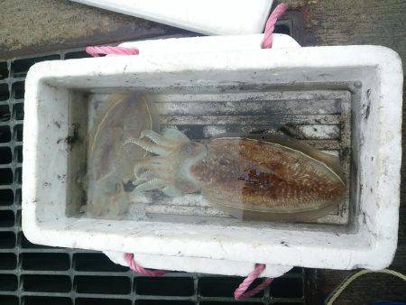 ボウズはつらいよ