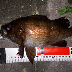 メバル自己最高サイズ!!