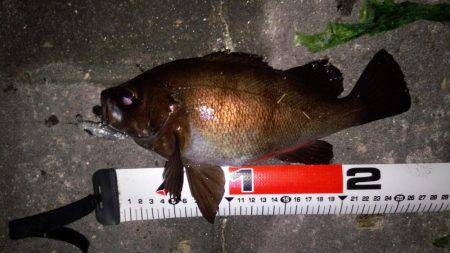 メバル自己最高サイズ!!