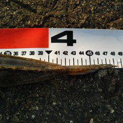 阿南市の辰巳でマゴチ