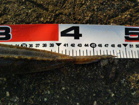 阿南市の辰巳でマゴチ